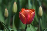 Lone Red Tulip_48080